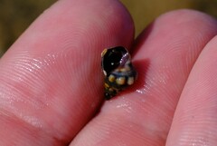 Echinolittorina australis