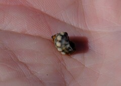 Echinolittorina australis