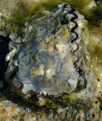 Saccostrea