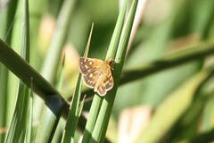 Metisella metis metis