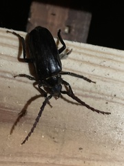 Prionus insularis insularis