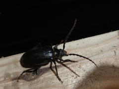 Prionus insularis insularis