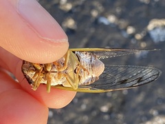Massospora