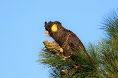 Zanda funerea xanthanota