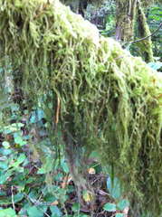 Pseudisothecium myosuroides