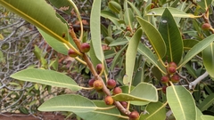 Ficus desertorum