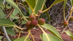 Ficus desertorum