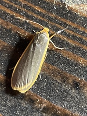 Eilema nankingica