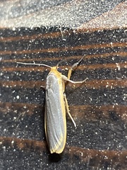 Eilema nankingica