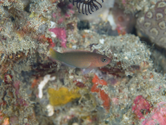 Pseudochromis marshallensis