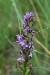 Dactylorhiza traunsteineri