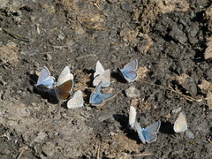 Polyommatus eros