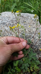 Potentilla gracilis fastigiata