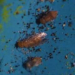 Ectopsocus meridionalis