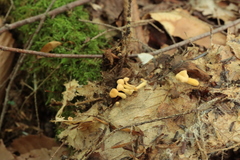 Cudonia lutea