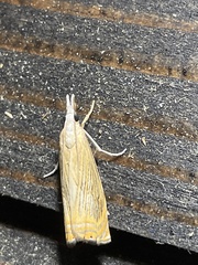 Chrysoteuchia diplogrammus