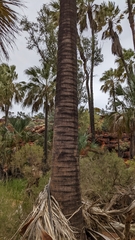 Livistona mariae