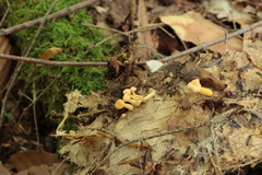 Cudonia lutea