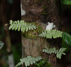 Arthropteris palisotii