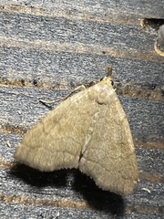 Herminia arenosa