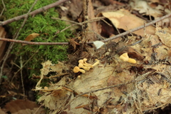 Cudonia lutea