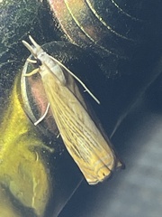 Chrysoteuchia diplogrammus