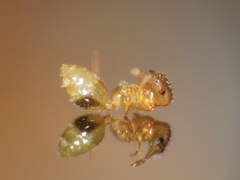 Temnothorax lichtensteini