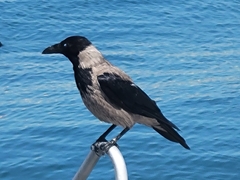 Corvus cornix
