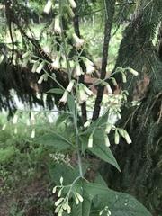 Parasenecio hastatus