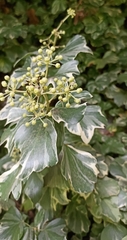Hedera nepalensis