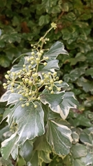 Hedera nepalensis