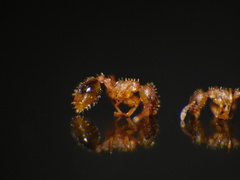 Temnothorax lichtensteini