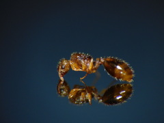 Temnothorax lichtensteini