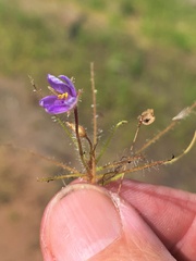 Byblis liniflora