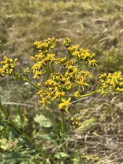 Senecio umbrosus