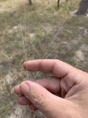 Eragrostis leptostachya
