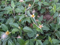Tridax procumbens
