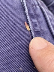 Eragrostis leptostachya