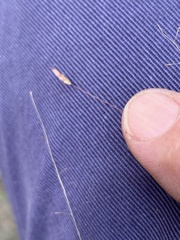 Eragrostis leptostachya