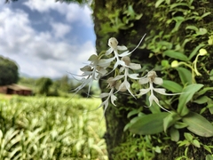 Habenaria crinifera