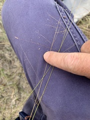 Eragrostis leptostachya