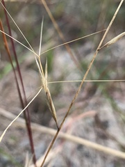 Aristida personata