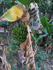 Musa acuminata