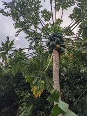 Carica papaya