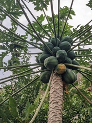 Carica papaya