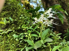 Habenaria crinifera