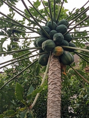 Carica papaya