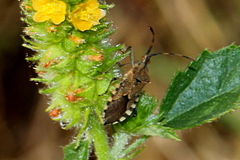 Aulacosternum punctipes