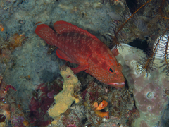 Cephalopholis spiloparaea