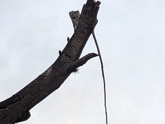 Melanerpes cruentatus